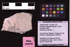 Foto (Objekt + Etiketten) von Eodromites dobrogea (Feldmann, Lazar & Schweitzer, 2006) (NHMW-GEO-1990-0041-0095)